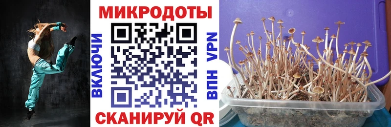Псилоцибиновые грибы Psilocybine cubensis  гидра вход  Неман 